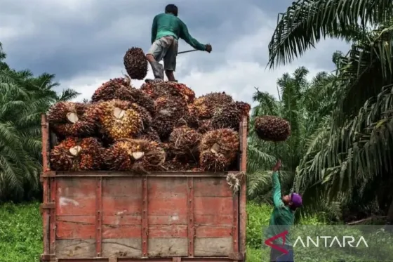 Harga CPO Menguat Didorong Kenaikan Harga Minyak Nabati Pesaing