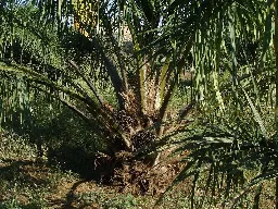 Peluncuran Bibit Sawit Unggul Topaz oleh Asian Agri di HASI 2026 Dorong Peningkatan Produksi CPO Nasional