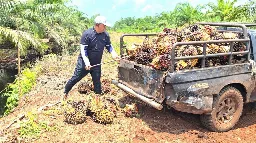 APKASINDO Minta Petani Waspadai Fluktuasi Pasar