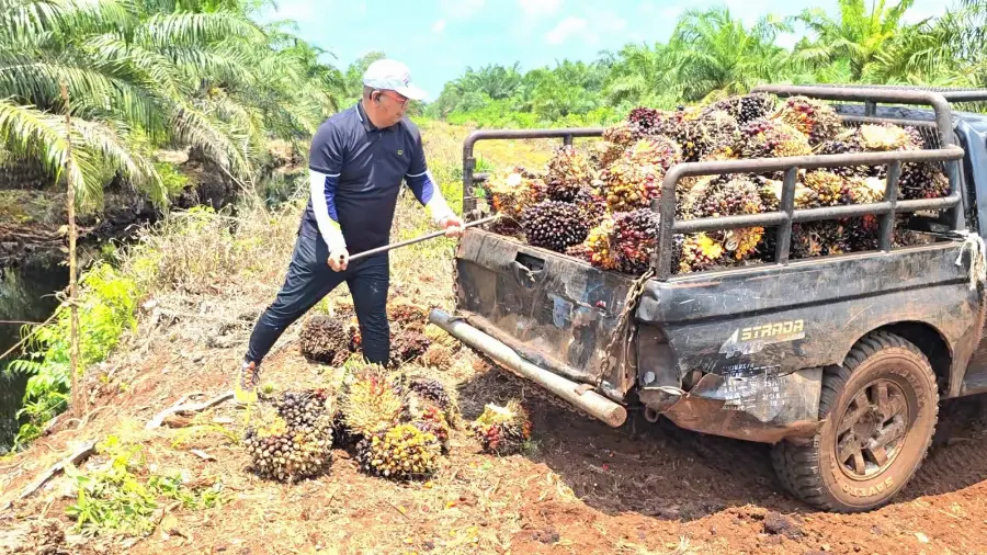 APKASINDO Minta Petani Waspadai Fluktuasi Pasar