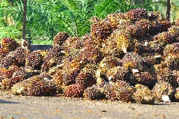 Harga TBS Kemitraan Plasma di Provinsi Riau Untuk Periode 22 - 28 Juli 2026 Naik Menjadi Rp 3.930,55/Kg