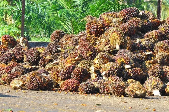 Harga TBS Kelapa Sawit Kemitraan Swadaya di Riau untuk Periode 8 - 14 Juli 2026 Rp 3.796,04