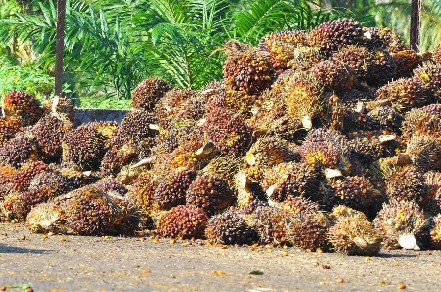 Harga TBS Kemitraan Plasma di Provinsi Riau Untuk Periode 22 - 28 Juli 2026 Naik Menjadi Rp 3.930,55/Kg