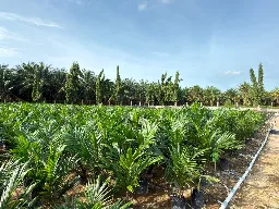 PTPN IV Regional II Klaim Benih Sawit Bisa Berbuah dalam 24 Bulan