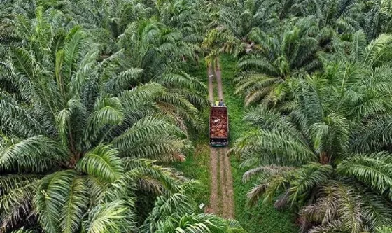 Pemkab Kutim Memperkuat Tata Kelola Perkebunan Sawit dan Menjaga Iklim Investasi Tetap Sehat