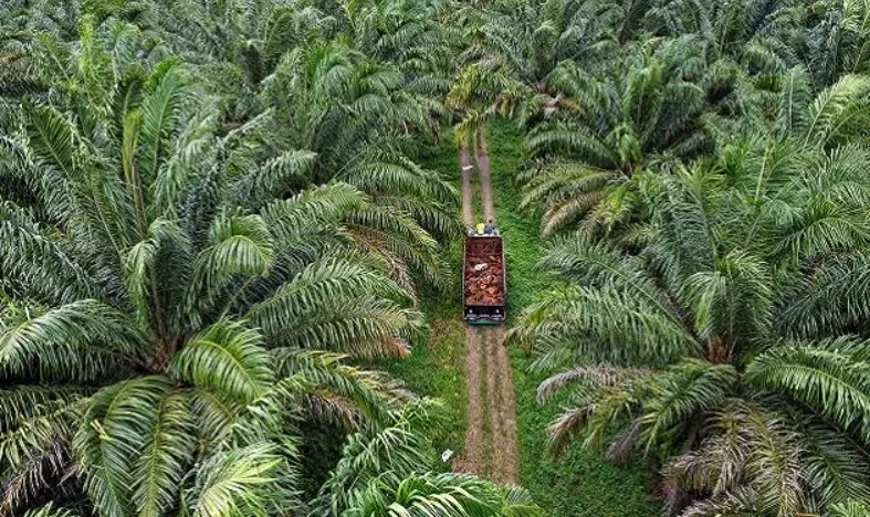 Pemkab Kutim Memperkuat Tata Kelola Perkebunan Sawit dan Menjaga Iklim Investasi Tetap Sehat